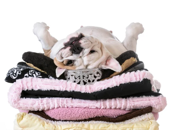 Spoiled dog laying on a pile — Stock Photo, Image