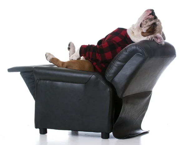 Bulldog esticado para trás descansando — Fotografia de Stock