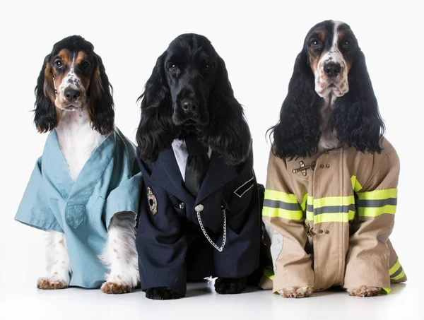 Doctor, policeman, firefighter dogs — Stock Photo, Image