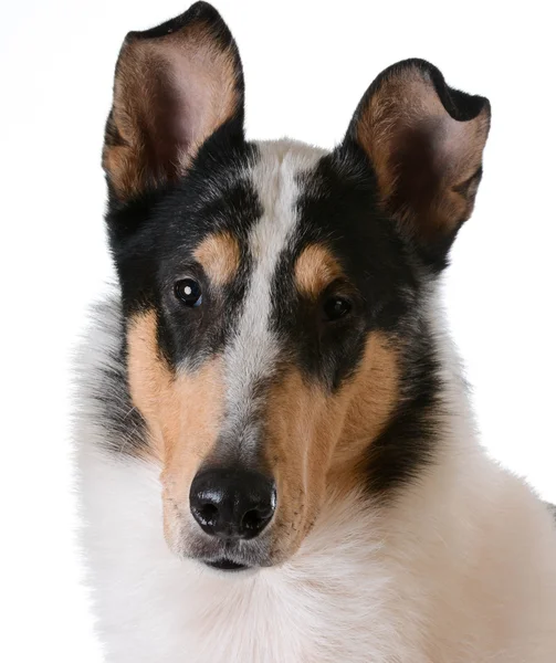 Glatthaar-Collie — Stockfoto