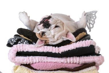 şımarık köpeği