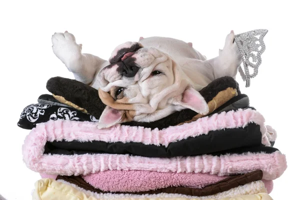 Spoiled dog — Stock Photo, Image