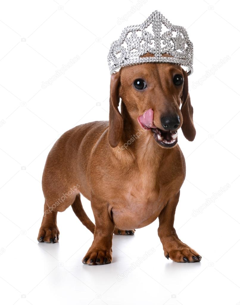 Wiener Hund Imagenes Fotos De Stock Libres De Derechos Depositphotos