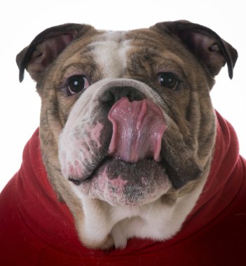 Mutlu Köpek