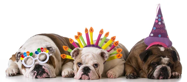 Cani di compleanno — Foto Stock