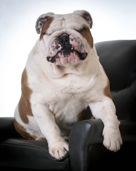 Cão bonito — Fotografia de Stock