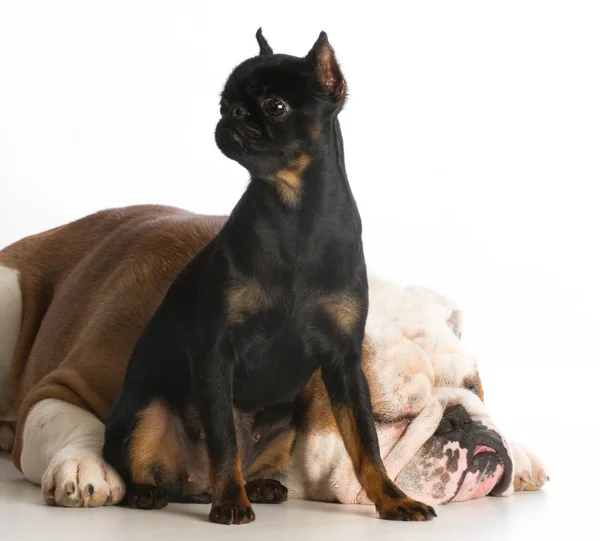 Two dogs — Stock Photo, Image