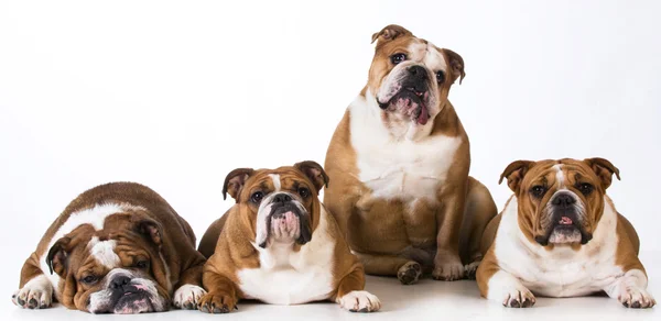 Cuatro bulldogs — Foto de Stock