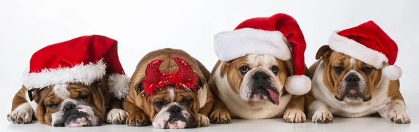 Рождественские собаки — стоковое фото
