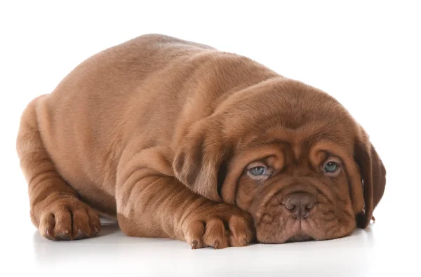 Lindo cachorro — Foto de Stock