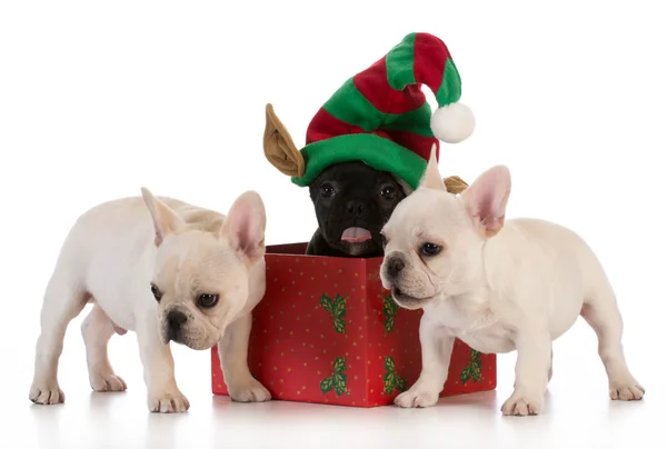 Cuccioli di Natale — Foto Stock