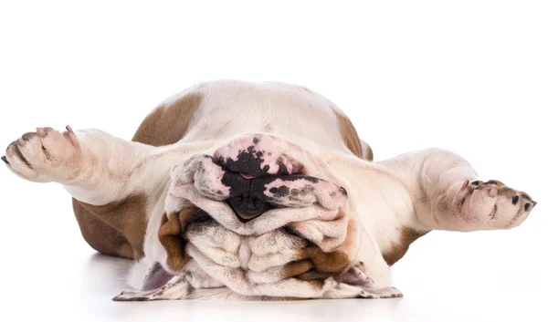 Dog sleeping — Stock Photo, Image