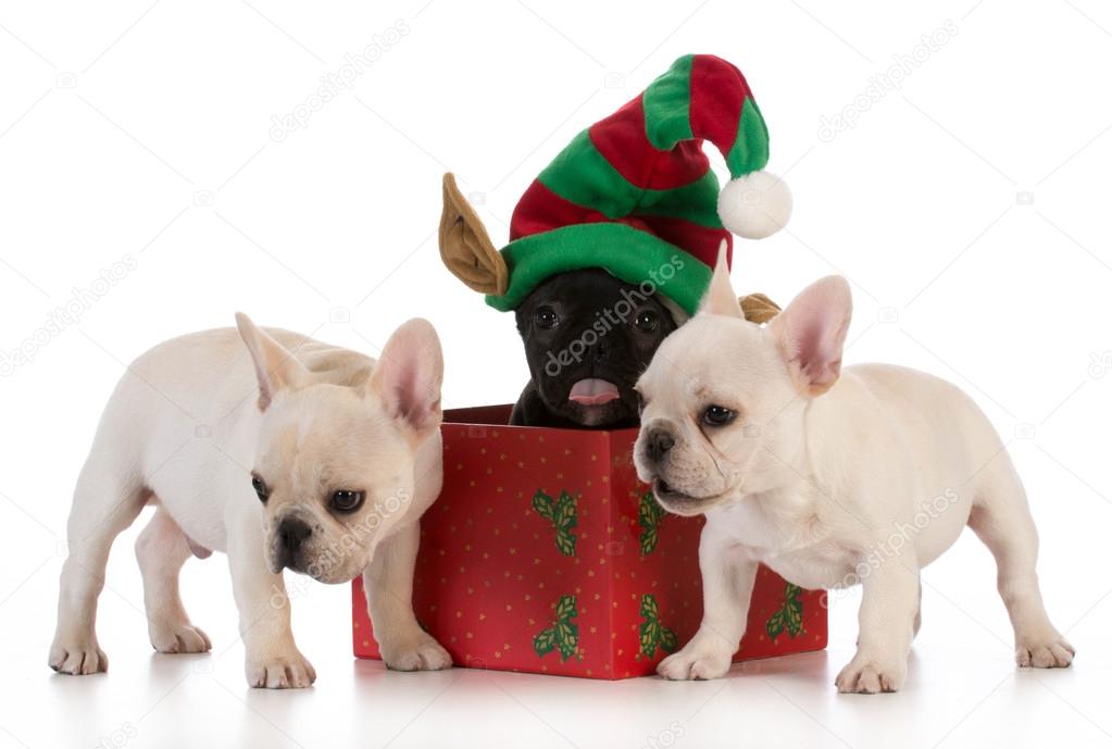 christmas puppies