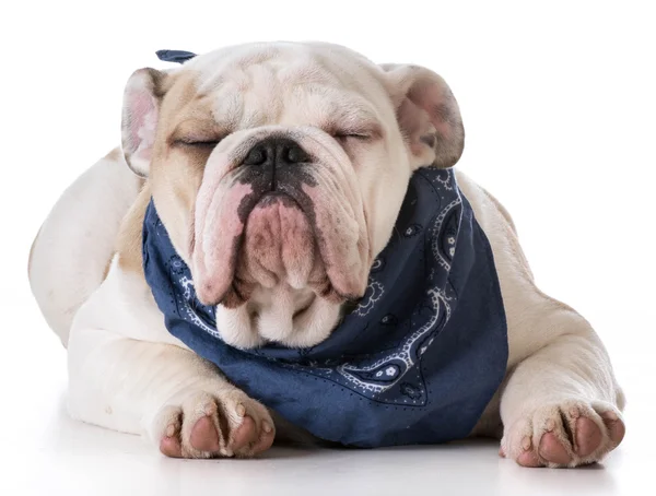 Cachorrinho bonito — Fotografia de Stock