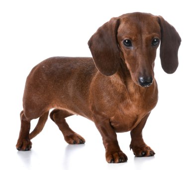 Dachshund