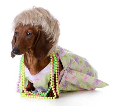 dişi köpek