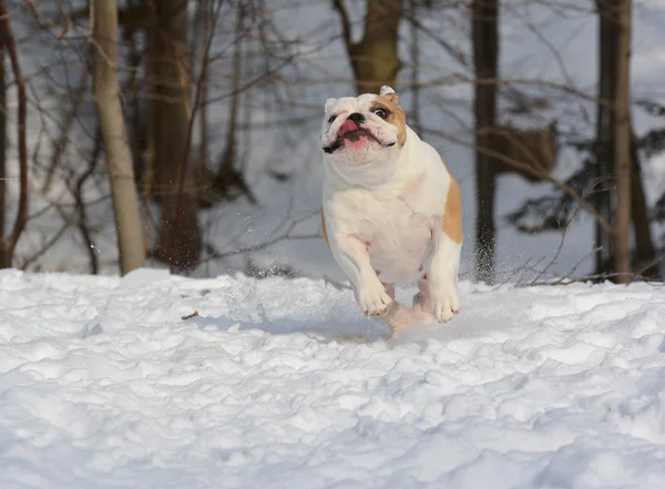 Hund som springer i snön — Stockfoto