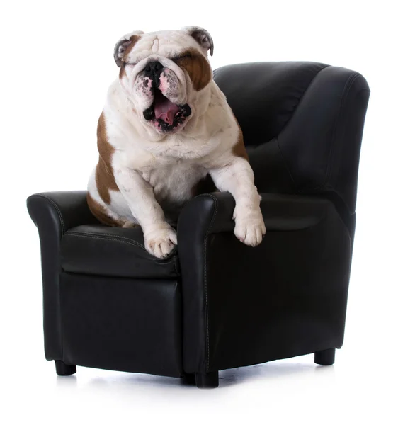 Dog sitting in chair — Stock Photo, Image