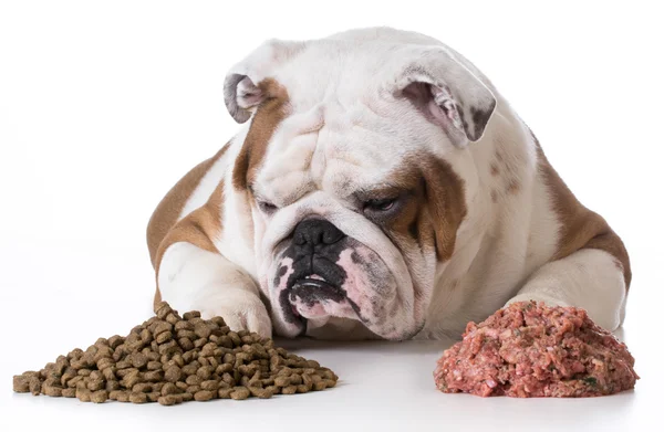 Dog choosing kibble — Stock Photo, Image