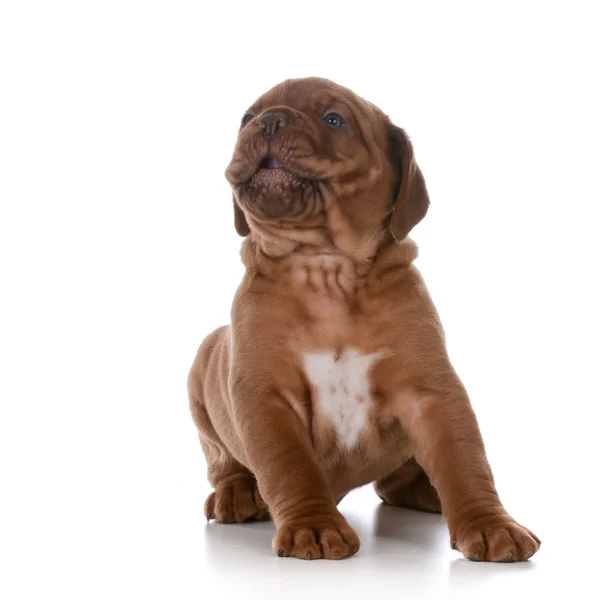 Uluyan köpek yavrusu — Stok fotoğraf