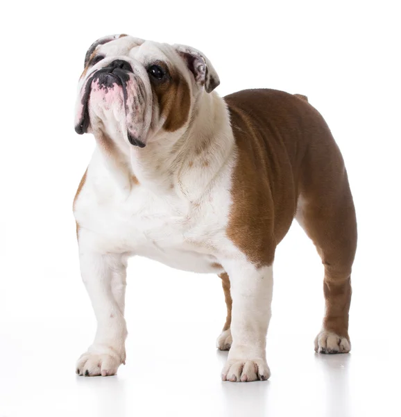 Bulldogge — Stockfoto