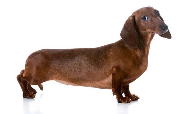 Dachshund — Stock Photo, Image