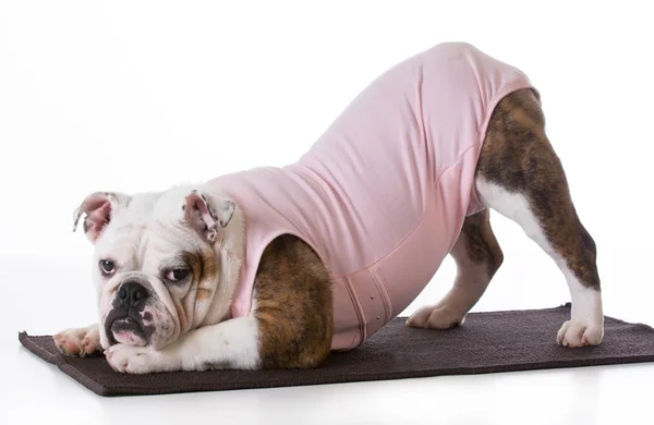 Hond doen yoga — Stockfoto