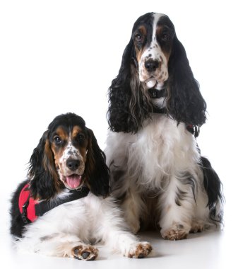 İki İngiliz cocker Spaniel