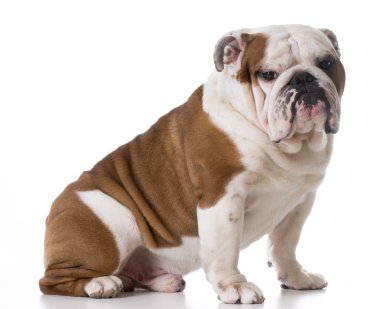 Bulldog oturma seyir