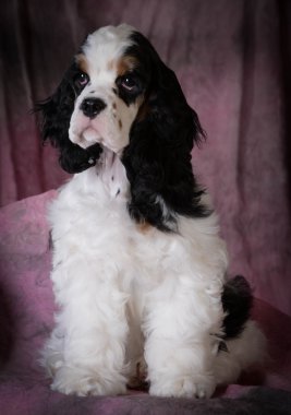 Amerikan cocker spaniel köpek yavrusu