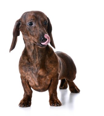minyatür pürüzsüz dachshund