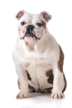 Bulldog aptal bir ifade ile