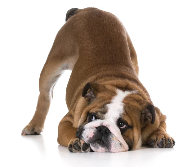 Bulldog cachorro com vagabundo para cima — Fotografia de Stock