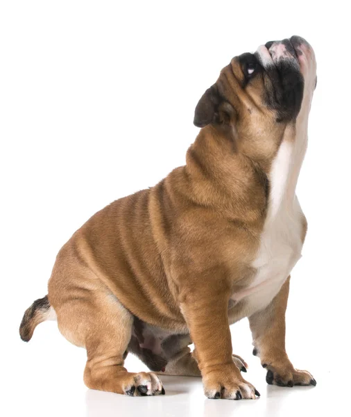 Engelska bulldog hund redo att hoppa — Stockfoto