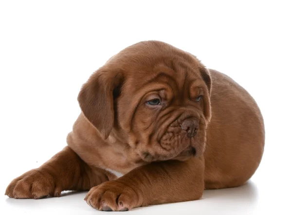 Dogue de bordeaux cute puppy — Stock Photo, Image
