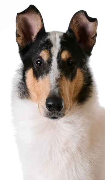 Soepele haired collie — Stockfoto