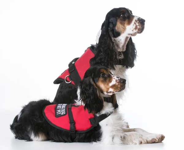 Två engelska cocker spaniels — Stockfoto