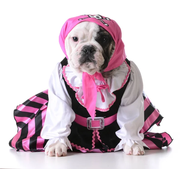 Hond verkleed als een piraat — Stockfoto
