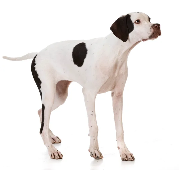 White pointer puppy — Stock Photo, Image