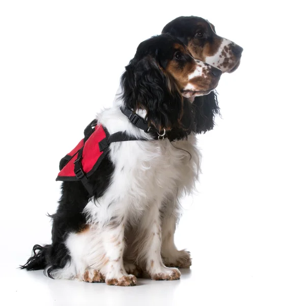 服务犬-英国可卡犬 — 图库照片