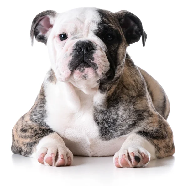 Bulldog pup vrouw tot vaststelling van — Stockfoto