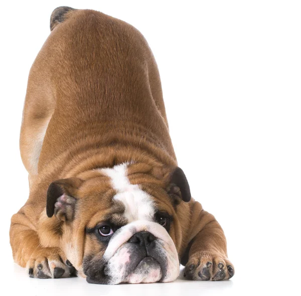 Bulldog valp med bum upp — Stockfoto