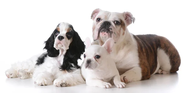 Três cachorros de raça pura que estabelecem — Fotografia de Stock