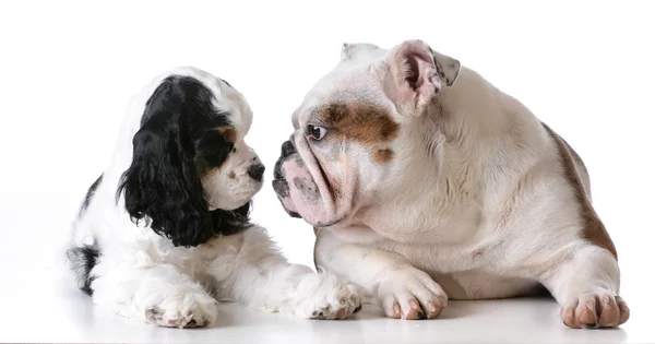 Amerikaanse cocker spaniel en bulldog pups — Stockfoto