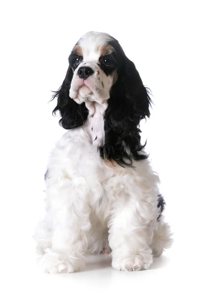 Amerikansk cocker spaniel valp — Stockfoto