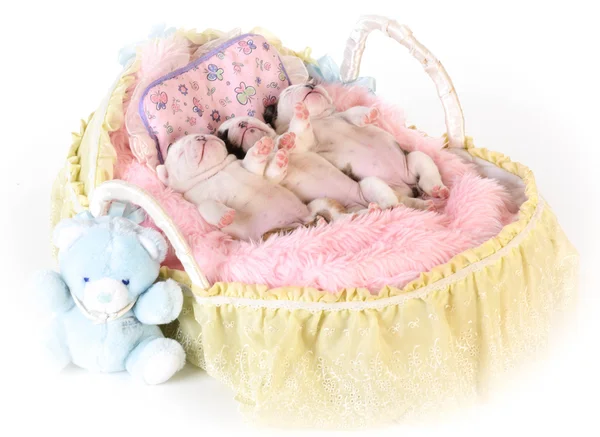 Cachorros adormecidos em uma cesta — Fotografia de Stock
