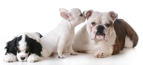 Drie rasechte pups — Stockfoto