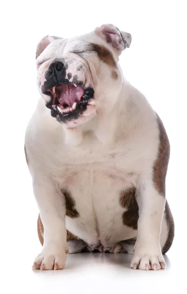Bulldogge mit dummem Gesichtsausdruck — Stockfoto