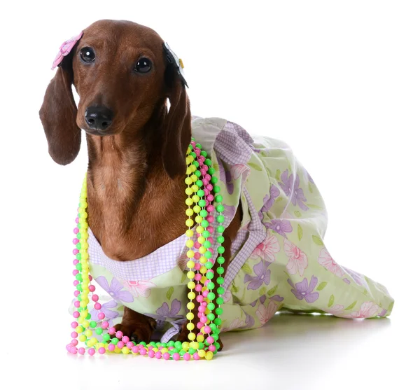 Miniatura dachshund vestindo roupas — Fotografia de Stock