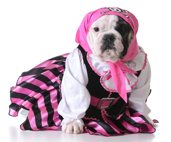 Perro vestido como un pirata —  Fotos de Stock